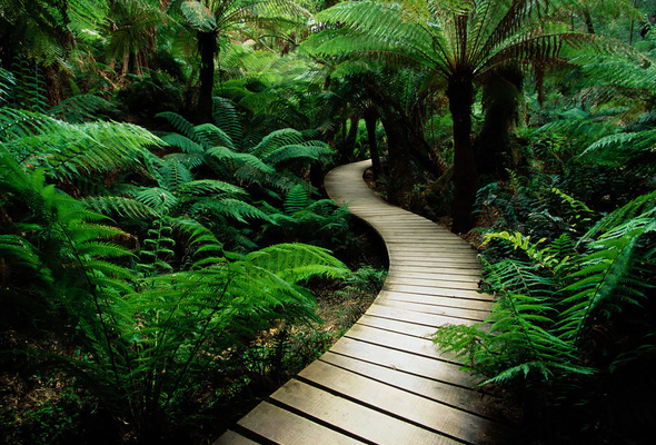 path and trees in jungle